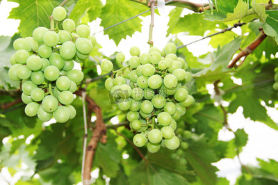 农产品之美 天然馈赠与丰收喜悦的视觉呈现