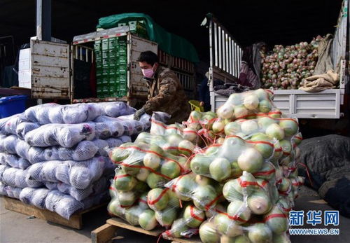 河南多措并举保障农产品供应与销售，助力农业高质量发展